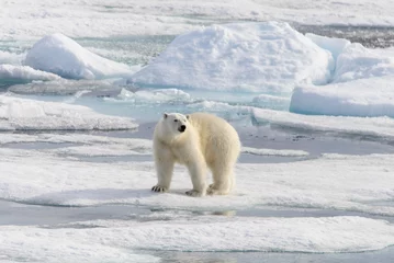 Poster Polar bear (Ursus maritimus) on the pack  ice north of Spitsbergen Island, Svalbard, Norway, Scandinavia, Europe © Alexey Seafarer