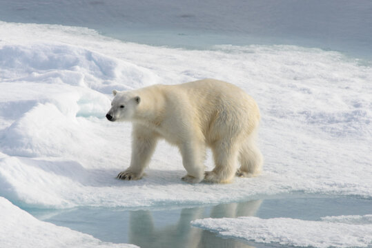 Polar bear (Ursus maritimus) on the pack  ice north of Spitsbergen Island, Svalbard with reflection