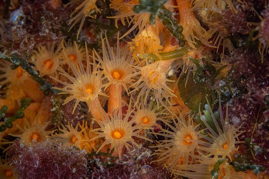 Orange Sun Coral Polyps In The Mediterranean Sea