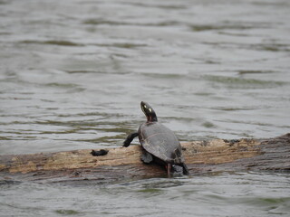 Eastern painted turtle basking on a floating log in Lake Marburg, Codorus State Park, York County, Hanover, Pennsylvania.