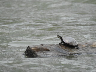 Obraz premium Eastern painted turtle basking on a floating log in Lake Marburg, Codorus State Park, York County, Hanover, Pennsylvania.