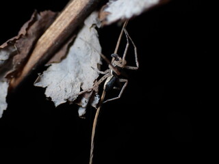 Philodromus dispar male side view