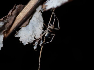 Philodromus dispar male side view - 500290786