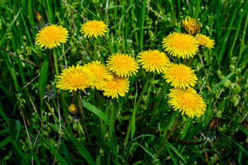 Close up of many vivid yellow dandelion or Taraxacum wild flowers in a sunny spring garden and blured green leaves in the background.
