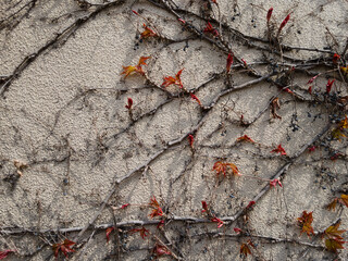 Branches of wild grapes, against the background of a light wall