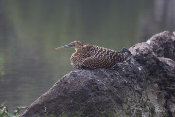 Bare-throated Tiger-heron
