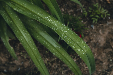 rain drops on a leaf