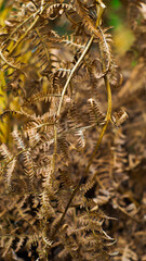 Macro de longues feuilles de fougères, dans la forêt des Landes de Gascogne