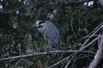 Yellow-crowned Night-heron