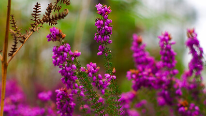 Macro de fleurs de bruyère sauvages, sur un fond verdoyant