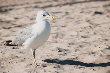 Larus argentatus. Silver gull on the seashore. Gull