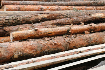 Pine tree fellings at sawmill. Timber industry