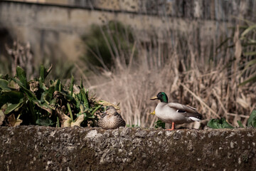 A couple of mallard in a botanical garden 1