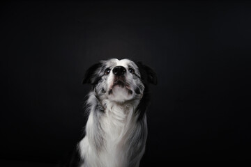 Бордер колли на черном фоне