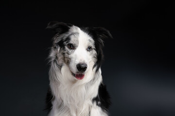 Fototapeta premium Бордер колли на черном фоне