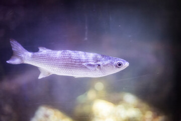 Naklejka premium Fisch