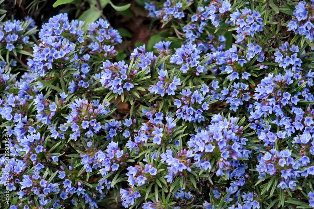 Wall mural petits fleurs bleues sur fond végétal.