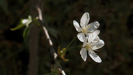 A close-up shot of two cherry tree flowers on a branch against a dark background. Shallow depth of field, copy space