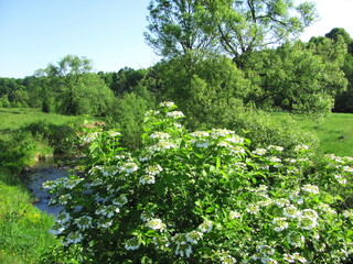 Spring. Viburnum opulus blooms