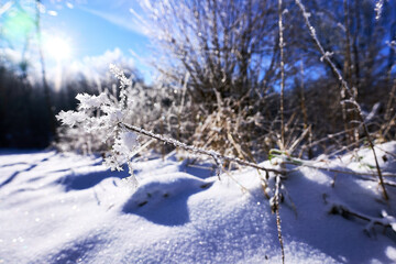 Ice Crystals on a Branch