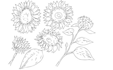 

sunflowers flowers seeds harvest summer graphic illustration hand drawn sketch doodle coloring book for kids set separately on white background