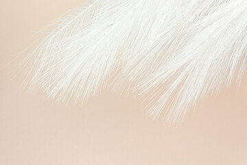 Obraz premium White Fluffy Feather on Pastel beige background. Ethereal Pink Fluffy Feather on Pastel beige background. Copy space.