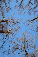 Black crowns of trees against a blue sky, photo bottom view of bare trees in a forest in early spring