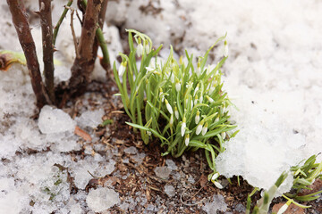 Close up of snowdrop flowers blooming in snow covering. First spring flowers