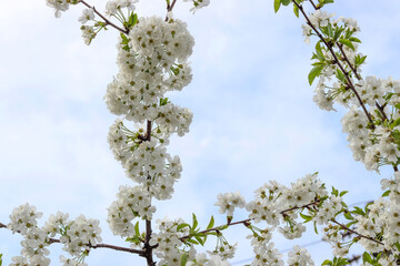white cherry blossom branch