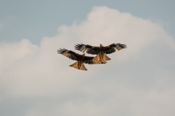 a pair of duelling wild red kites (Milvus milvus) in flight, blue sky white cloud 