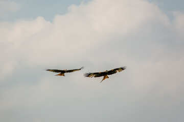 a pair of duelling wild red kites (Milvus milvus) in flight, blue sky white cloud 
