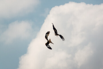 a pair of duelling wild red kites (Milvus milvus) in flight, blue sky white cloud 