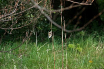 a male stonechat (Saxicola rubicola) perched on a tall winter flower stalk in a green grass meadow