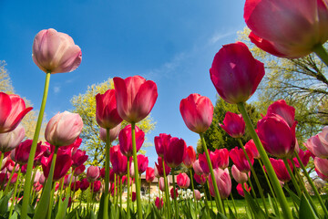 Tulpenblüte im Stadtpark Lahr