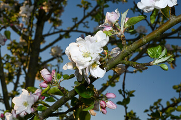White and pink apple tree blossoms in spring time in front of blue sky