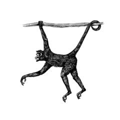 Spider monkey or Southern muriqui hanging on a tree. Hand drawn engraved sketch in woodcut style. Vector illustration in vintage style.
