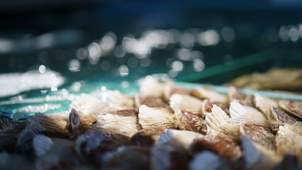 Clams in Hakodate Fish Market, Hokkaido, Japan