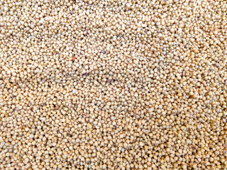 Sorghum grain and also known as durra, jowari, jowar, milo is a grass grain.