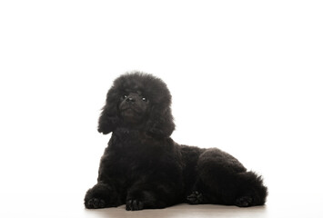 image of dog white background