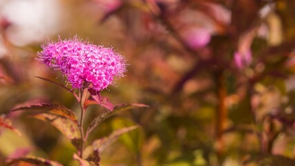 Pink cloud of inflorescence lat. Spiraea against the background of autumn foliage of a plant well lit by the sun. The concept of decorativeness, fabulousness, tenderness