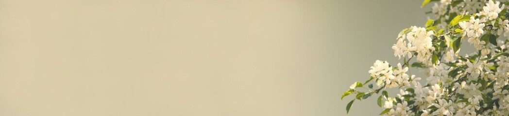 A branch of a blooming white apple tree against a wall. Super wide banner. The concept of spring, joy, freshness