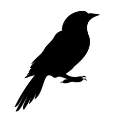 bird silhouette, on white background, isolated, vector