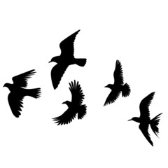 birds flying silhouette, on white background, isolated, vector