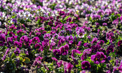 Fototapeta premium Violets blooming in the spring garden