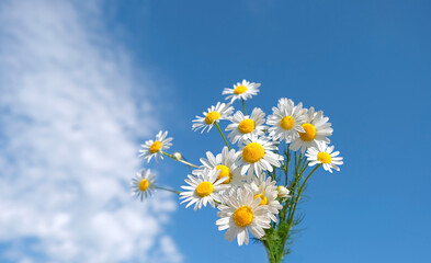 chamomile flowers close up against blue sky with clouds, sunny natural background. beautiful rustic summer landscape with flowers. chamomile - symbol holiday of Family, love and Loyalty. copy space
