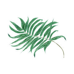 liść palmy - grafika wektorowa - izolowany - obrazy, fototapety, plakaty