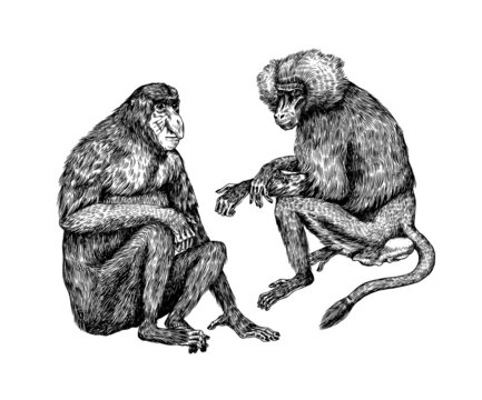 Yellow baboon and Proboscis monkey or long nosed animal in vintage style. Hand drawn engraved sketch in woodcut style. 
