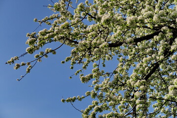 Branches de cerisier en fleurs et ciel bleu.