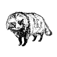 Obraz na płótnie Canvas portrait of a raccoon vector, raccoon dog in full growth