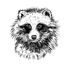 portrait of a raccoon vector, raccoon dog head
